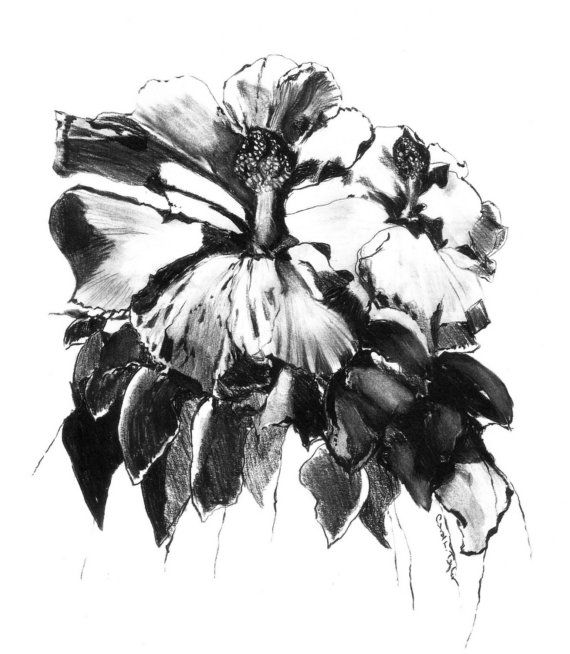 The print from my charcoal pencil drawing Hibiscus 1 has been included 